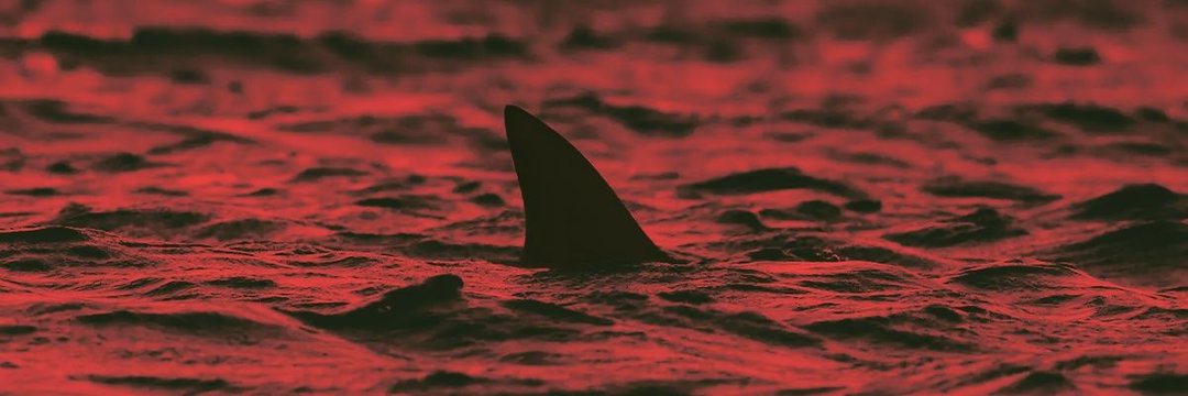 Notorious Shark's banner