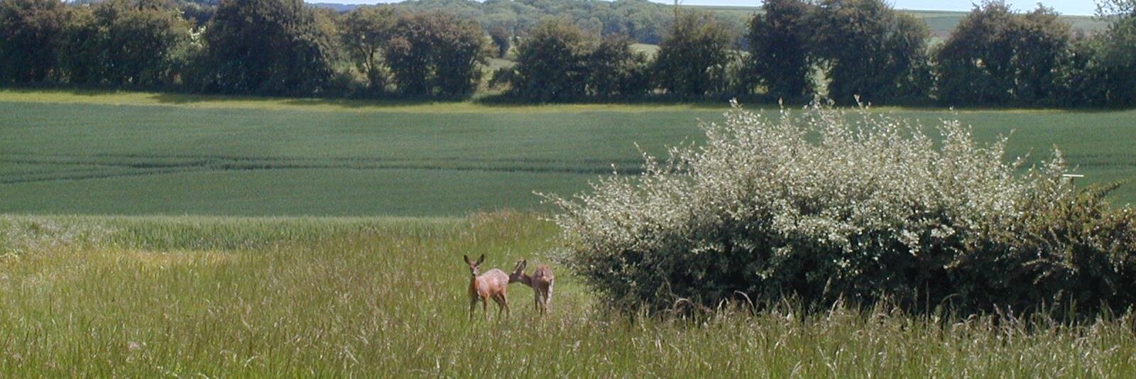 GUYOT Vincent's banner