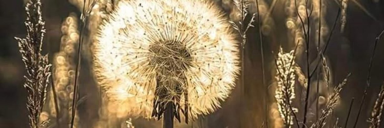 ღ ОЛЕНА ღ's banner