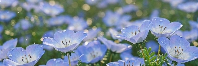 石田美沙樹🫧's banner
