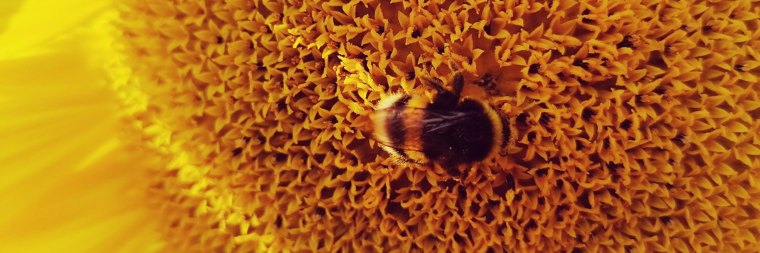 Борис 🐝🐝🐝's banner