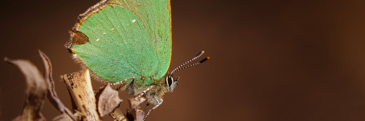 Butterfly Conservation 🦋's banner