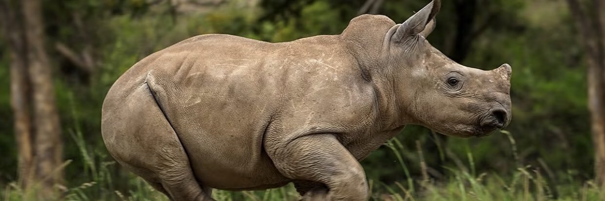 Care For Wild Rhino Sanctuary's banner