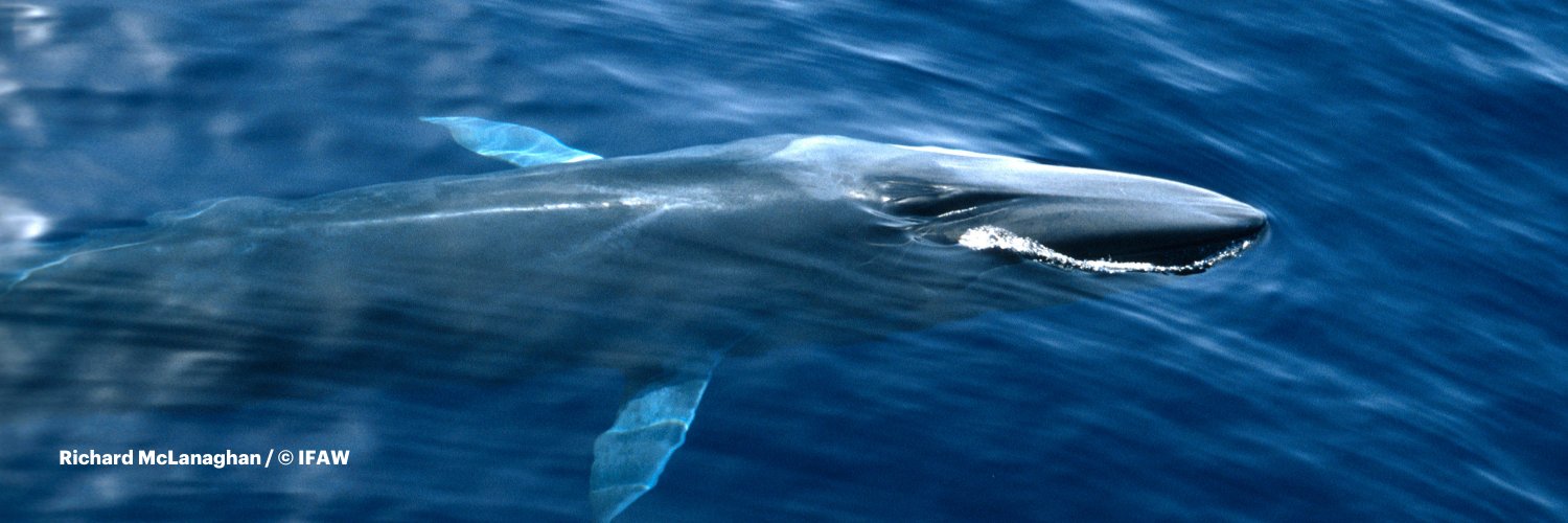 ifaw United Kingdom's banner