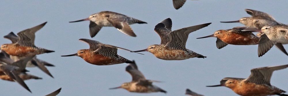 SHOREBIRDS IN JAPAN 日本のシギ・チドリ's banner