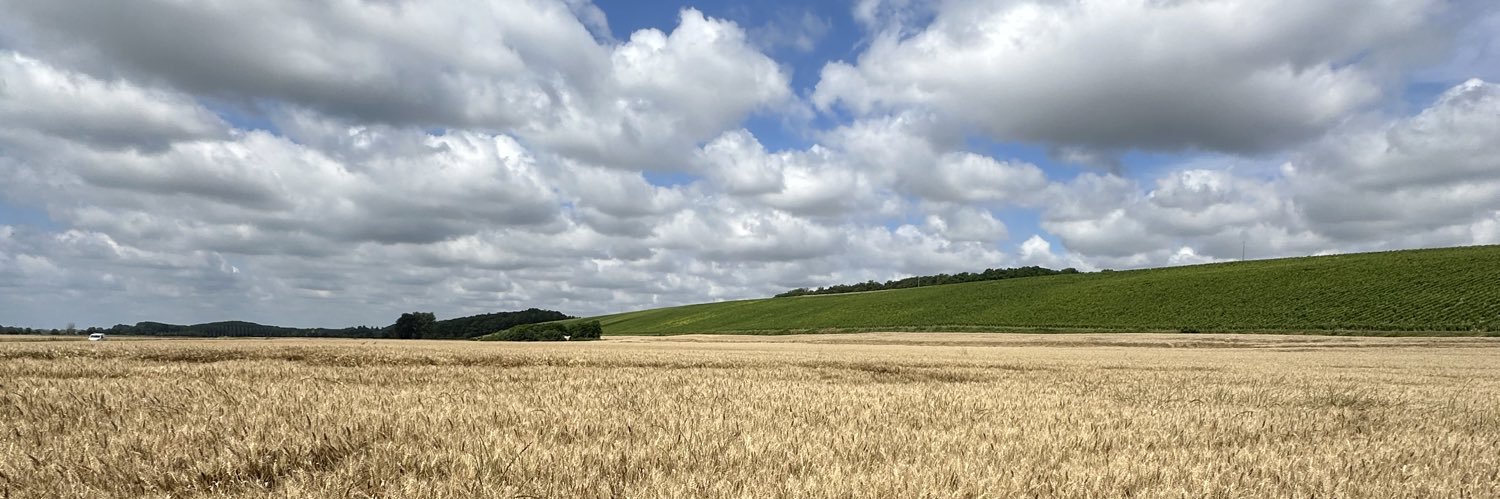 GRAINS & SOYBEANS's banner
