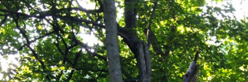 sechi's banner