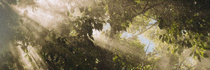 enea | maidar pilled's banner
