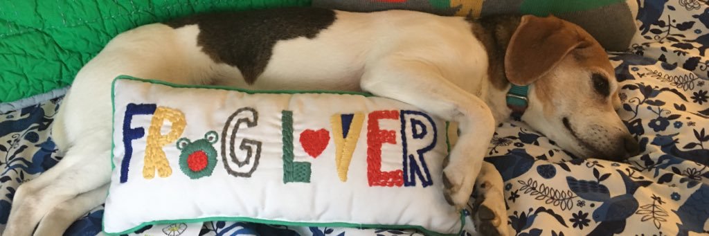 DrewFrog's banner