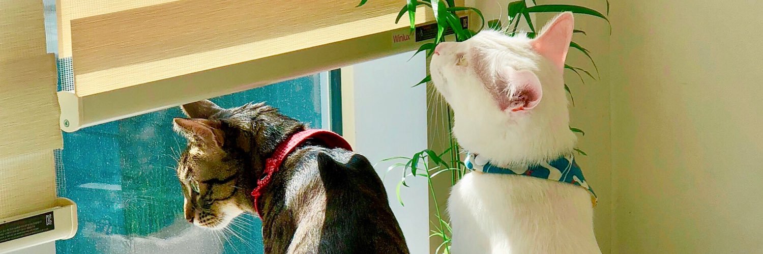 쯔랑 후야랑🐾's banner