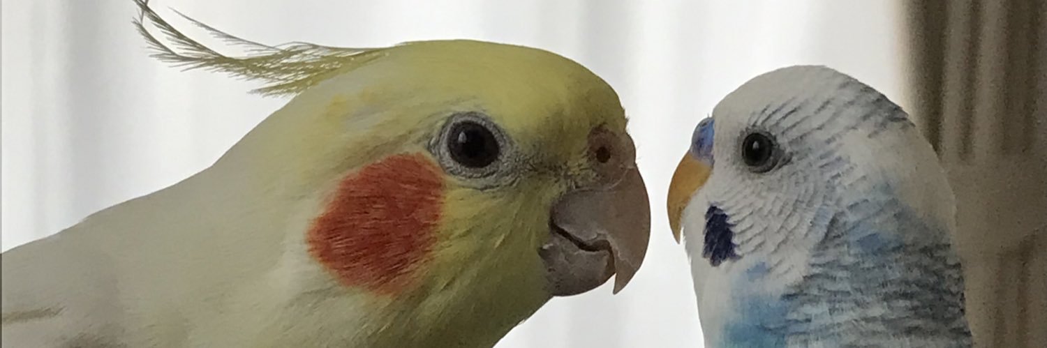mitsuくうまる🐤🐦🦫's banner