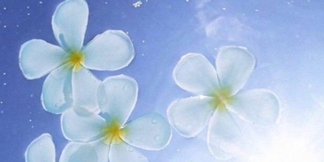 hana🍀's banner