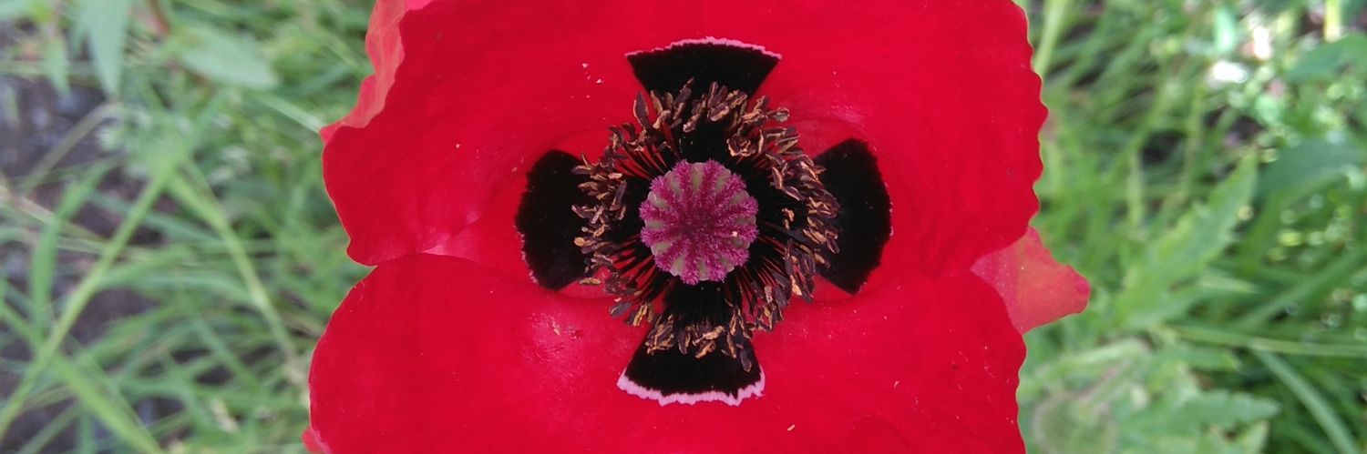 Richard Garland's banner
