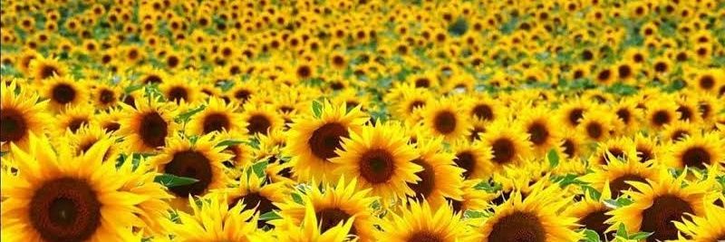 David 🌻's banner