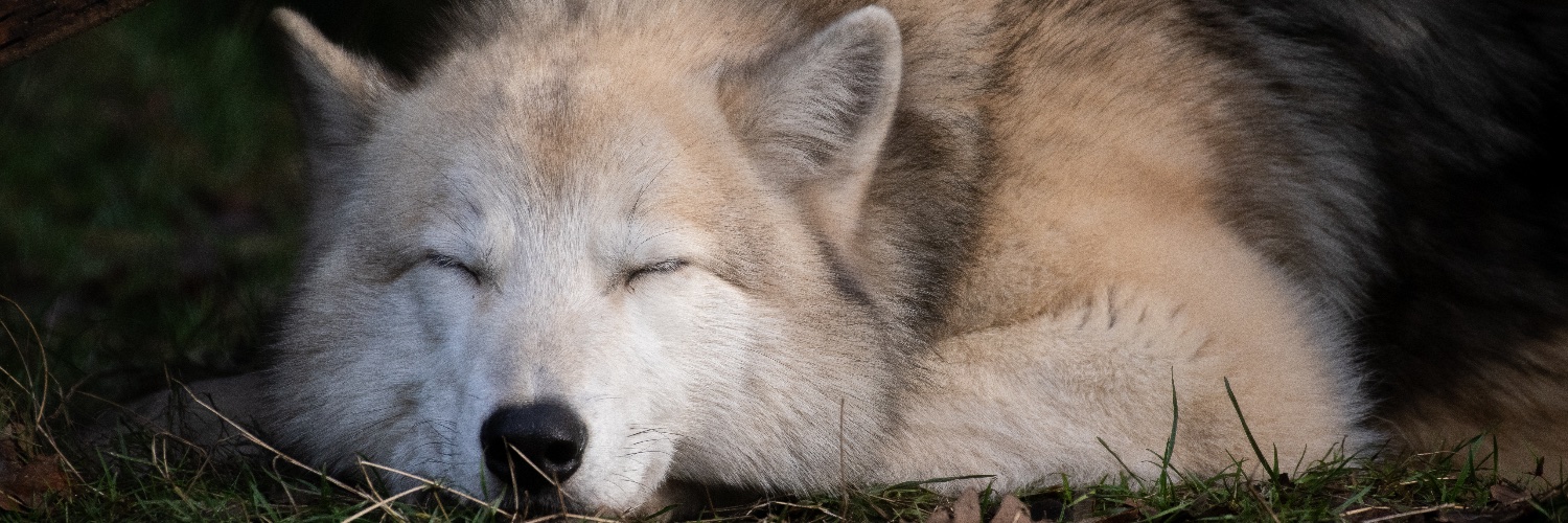 Wolf Haven International's banner