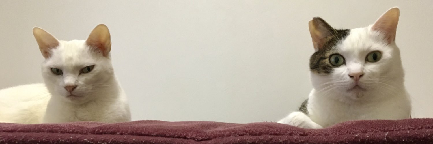 おたまさん's banner