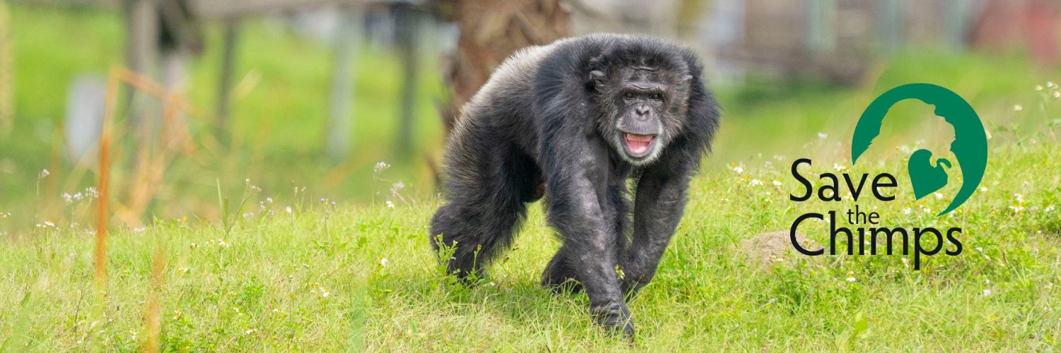Save the Chimps's banner