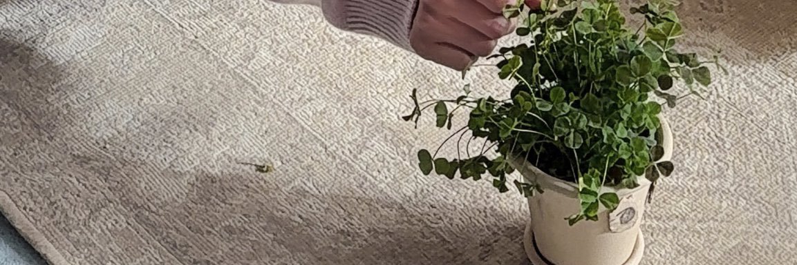 d's banner