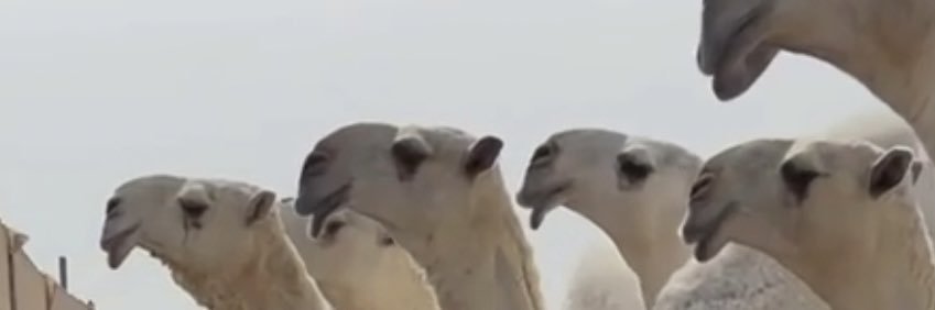 مساعد الداود's banner