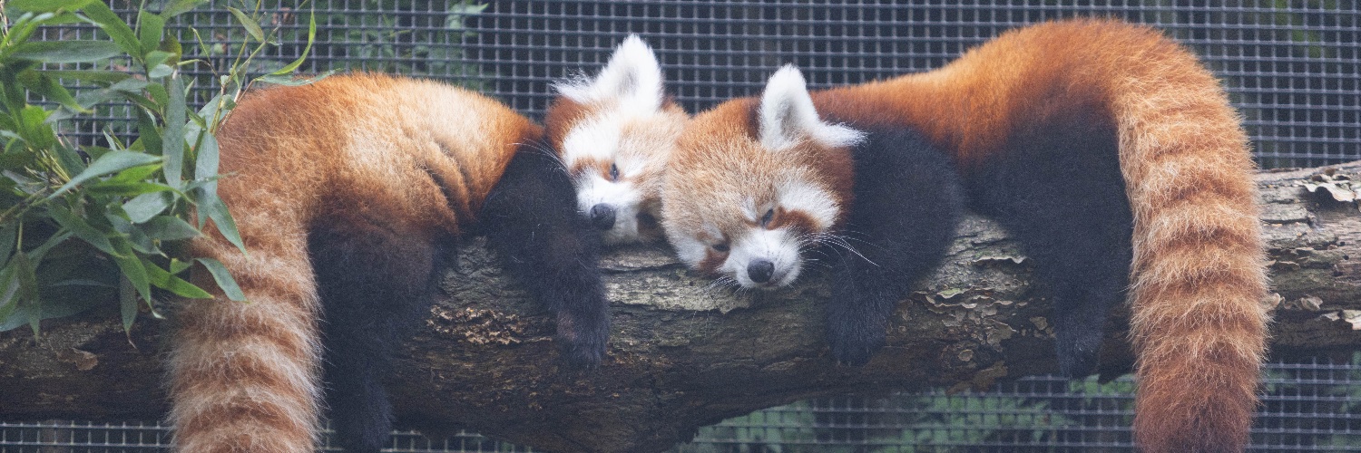 Zoo Knoxville's banner
