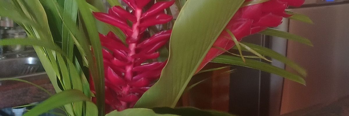 Limón Activo's banner