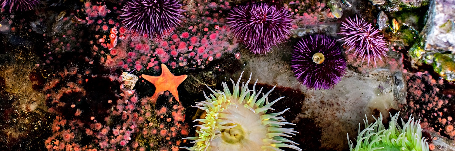 Shedd Aquarium's banner