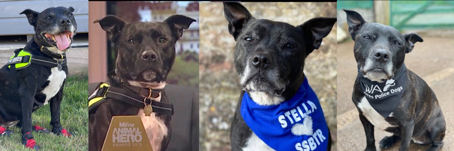 Retired Police Dog Stella the Staffie's banner