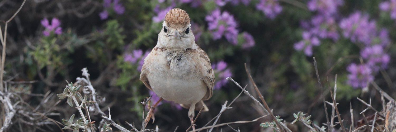 BirdLife Malta's banner