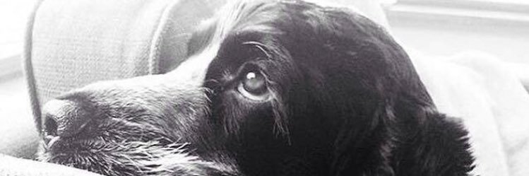 Sam's banner