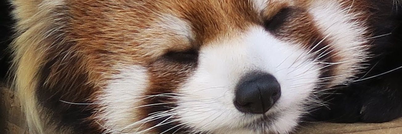 さおりさおり's banner
