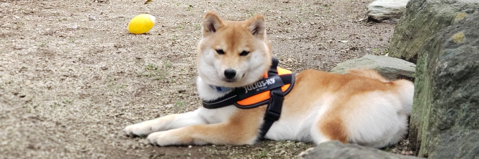 🐶柴犬 琥珀(こはく)🐾's banner