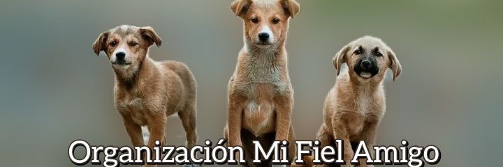 Organización Mi Fiel Amigo's banner