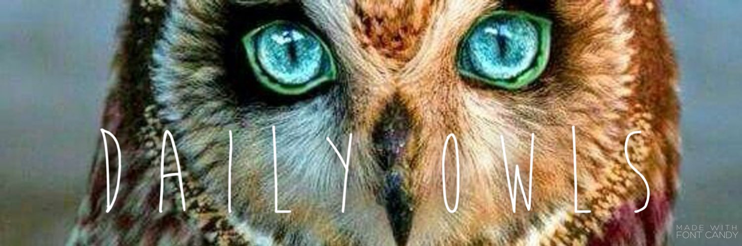 Daily Owls's banner