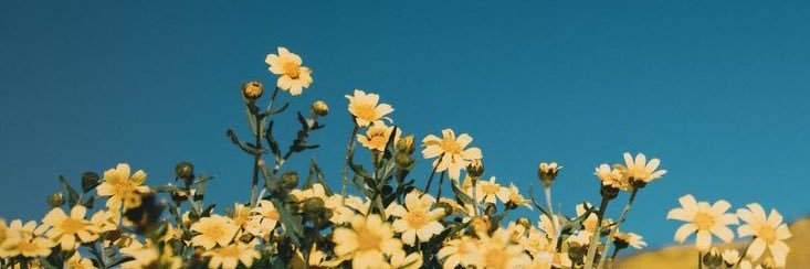 Cassie T (◕ᴗ◕✿)'s banner