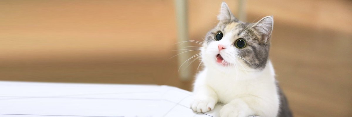 cutest cats's banner