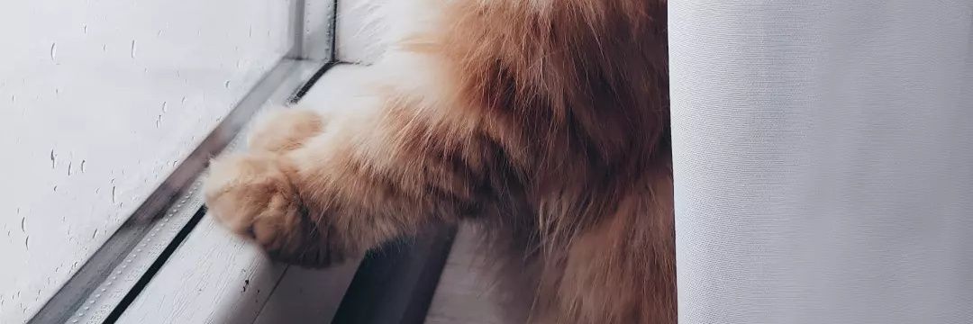 روباه دشت زنگاریشونم 🦊's banner