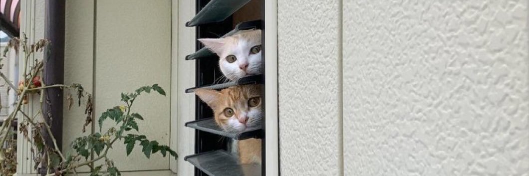ปุ๊กกี้คุกกี้ของนูนู่🐈💖's banner