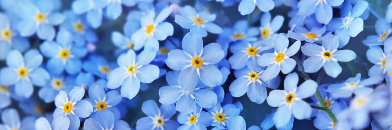Mercedes García 🌻's banner