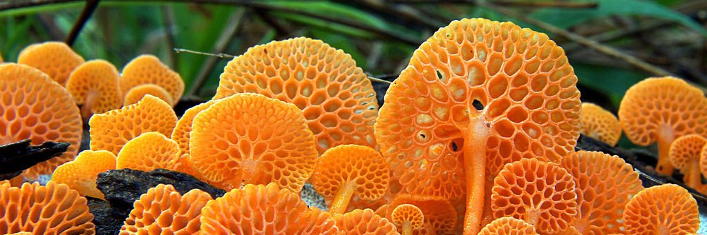 Nature Is Weird's banner