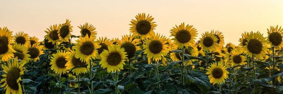 𝗣𝗮𝗼 𝗚𝗹𝗲𝘇 🌻𓂃ᥫ᭡'s banner
