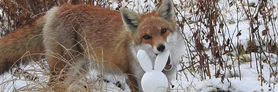 あかねずみ's banner