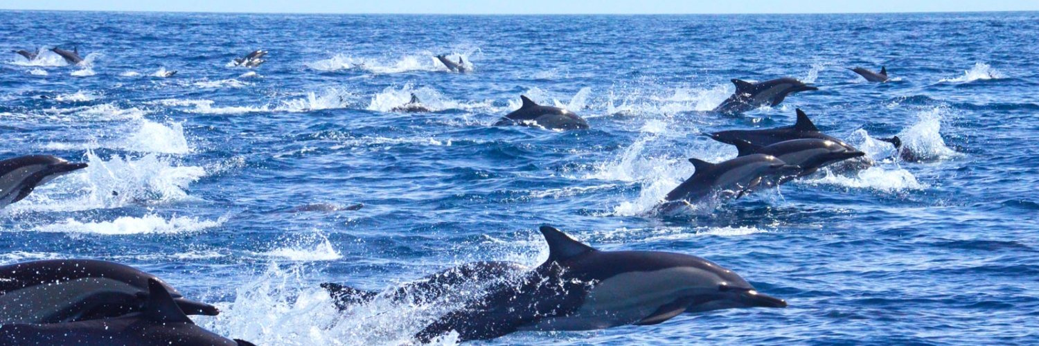 🐬 Dolphin Angels 🌱 Ⓥ's banner