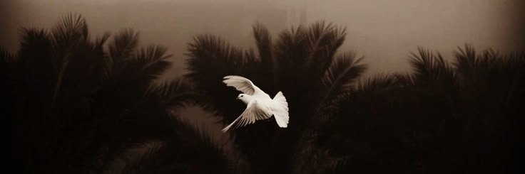 نوف عبدالله's banner