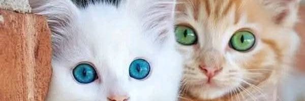 ناديا🐈🦋🧘's banner