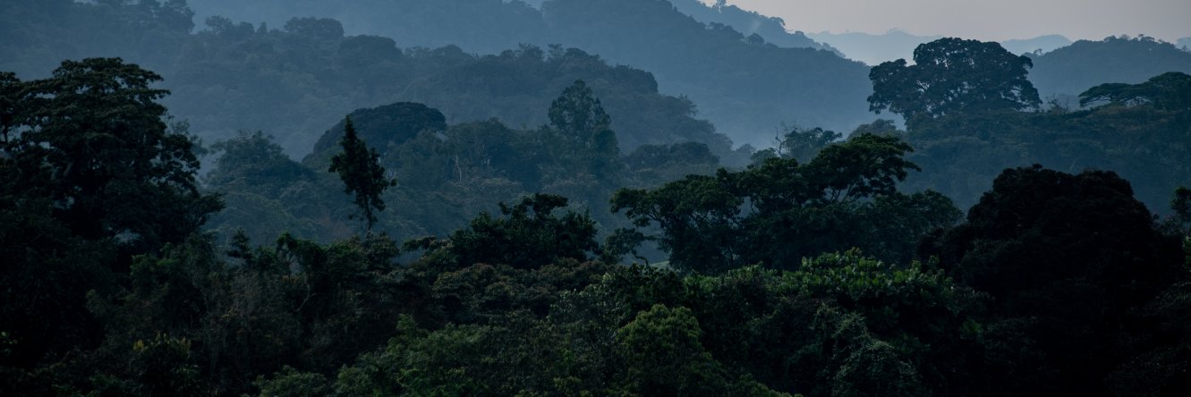 Nyungwe National Park's banner
