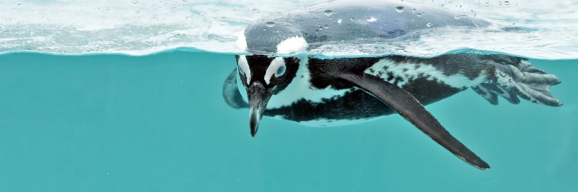 Mystic Aquarium's banner