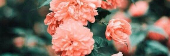 شماء عبدالله's banner