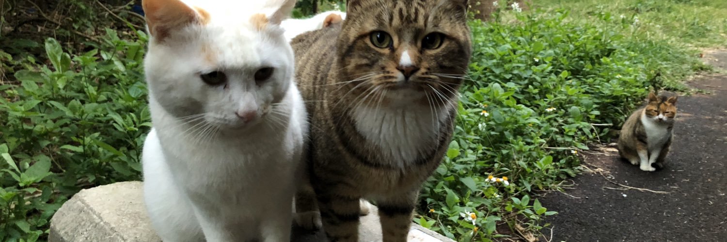 やまにゃん〜ねこ旅〜🐈‍⬛🐾🪴's banner
