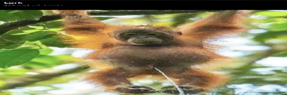berd's banner