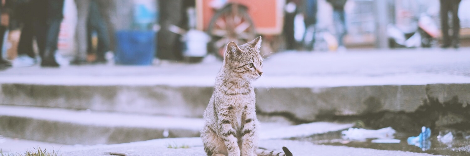ネコ王国🐈✨'s banner